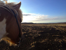 Iceland-Iceland Shorts-Sheep Round-Up on Horseback